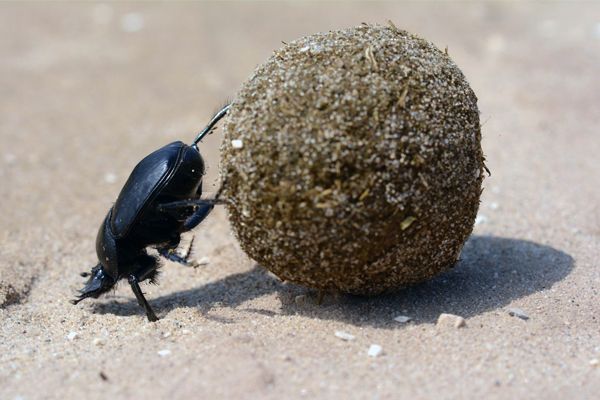 Especie de escarabajo pelotero