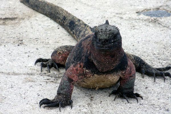 Especie de iguana marina