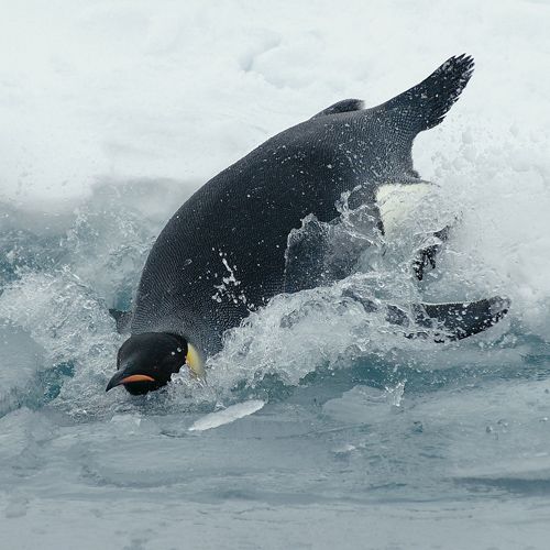 Especies de aves. Pingüino emperador
