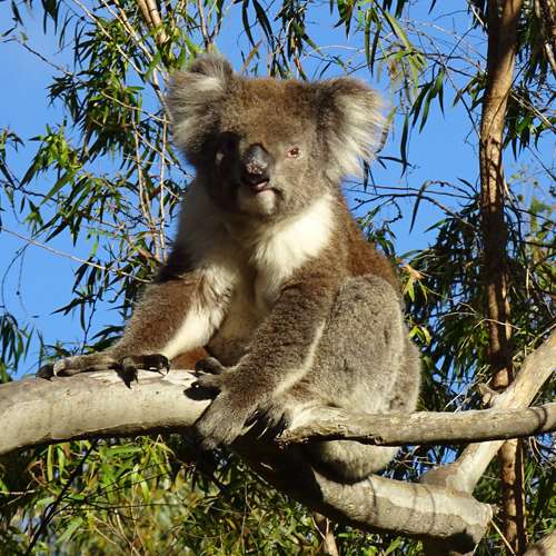 Tipo de koala