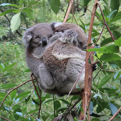 Pareja de koalas durmiendo