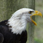 Tipo de águila americana o calva