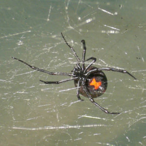 Especie araña viuda negra