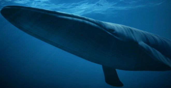 Especie ballena azul