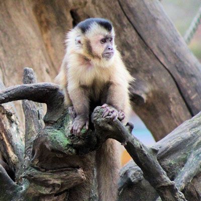 Especies de monos capuchino