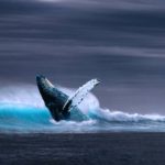 Majestuosa ballena marina