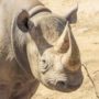 Especies de rinoceronte