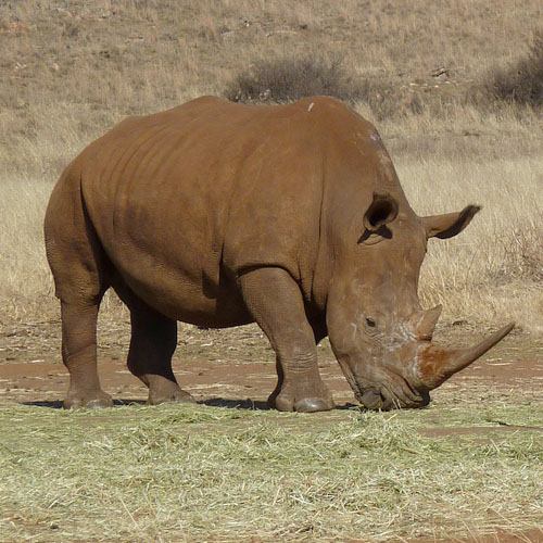 Especie rinoceronte blanco