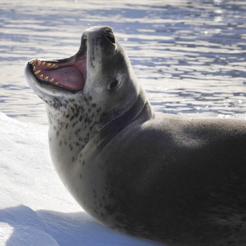 Especie foca leopardo