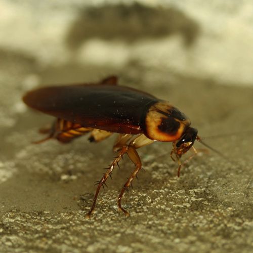Cucaracha americana