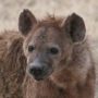 Especies de hienas