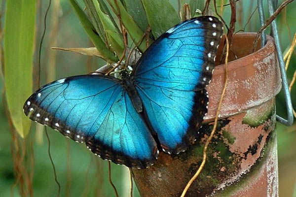 Mariposa morpho azul