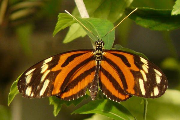 Mariposa tigre