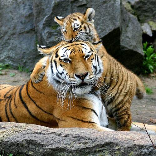 Especies o tipos tigres