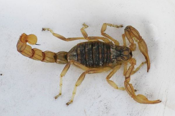 Tipo de escorpión: Buthus ibericus