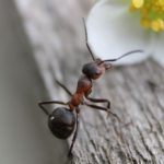 Especie de hormiga en la flor