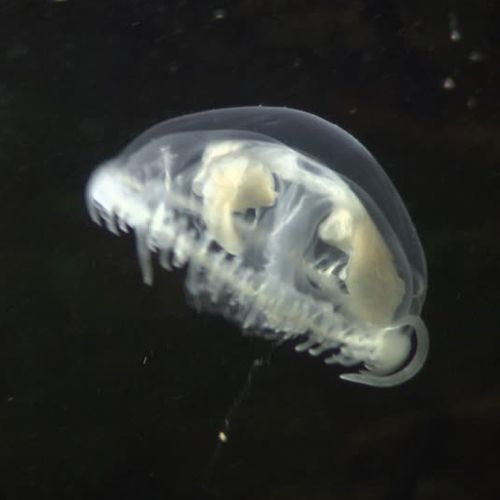 Especie medusa agua dulce