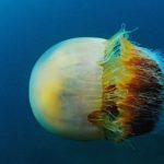Especie medusa nomura