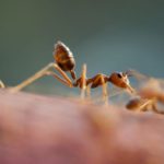 Hormigas en primer plano