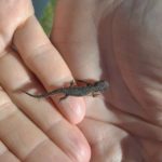 Salamandra en mano