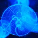 Tipo de medusa luminiscente