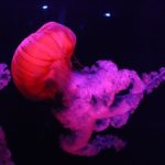 Tipo de medusa rosa