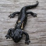 Tipo de salamandra negra