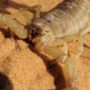 Especies de escorpión