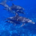 Grupo de delfines