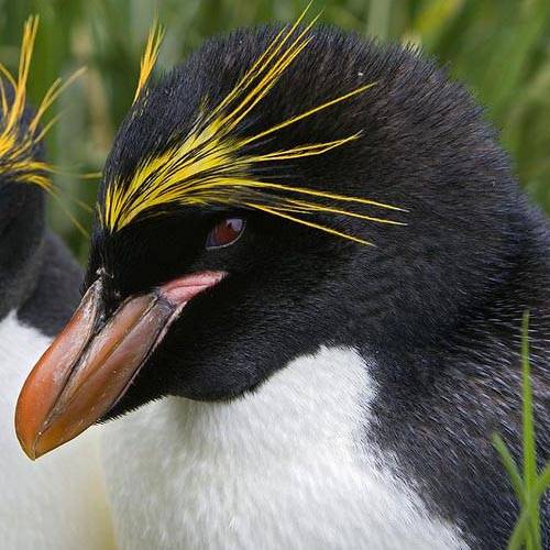 Especie pingüino macaroni