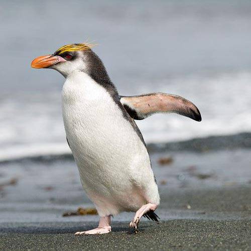 Especie pingüino real