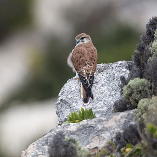Falco cenchroides