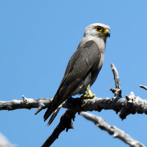 Falco dickinsoni