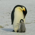 Pingüino con su progenitor