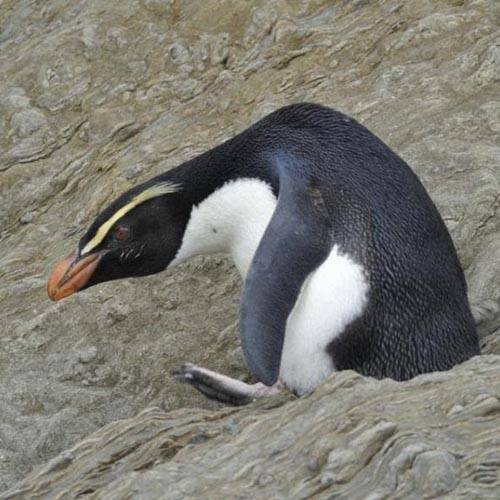 Especie Pingüino de Fiorland