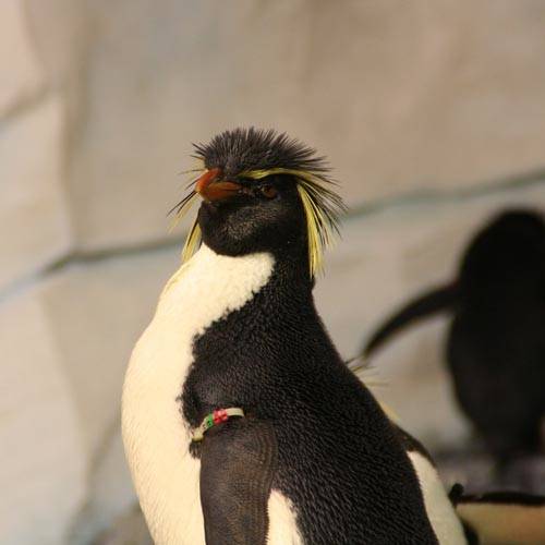Especie Pingüino penacho amarillo