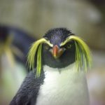 Pingüino con cresta