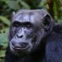 Especies de chimpancé