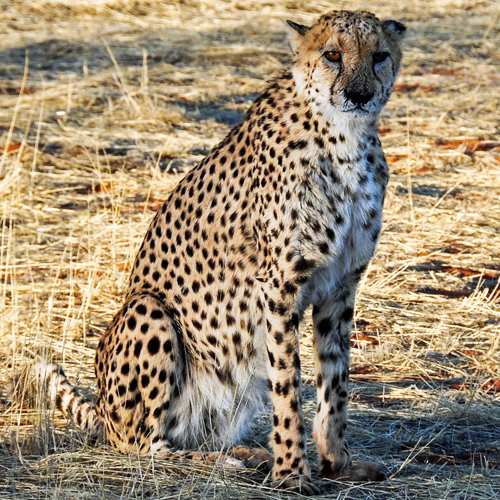 Cheeta en Namibia