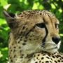 Especies de guepardo