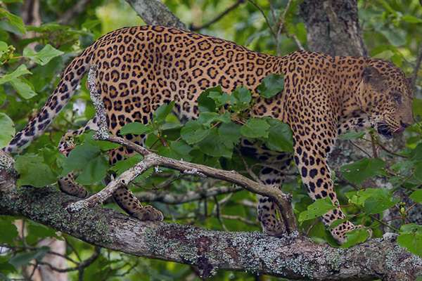 Leopardo Indio