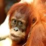 Especies de orangután