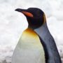 Especies de pinguino
