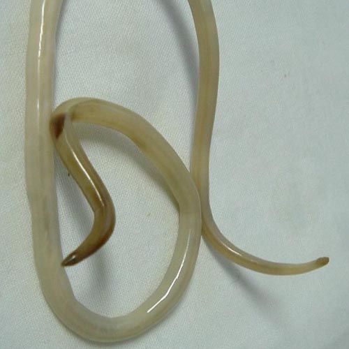 Especie de gusano Oxiuro