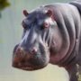 Especies de hipopótamos