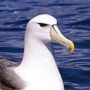 Especies de albatros