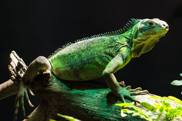 Especies o tipos de iguanas