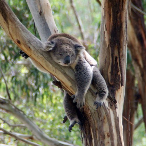 Koala descansando